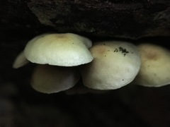Hypholoma