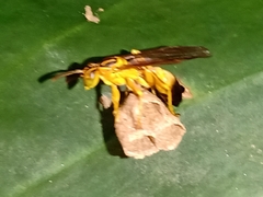 Mischocyttarus cerberus