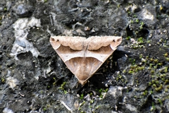 Dysgonia stuposa