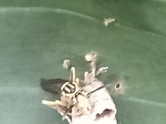 Mischocyttarus cerberus