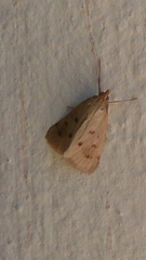 Achyra nudalis