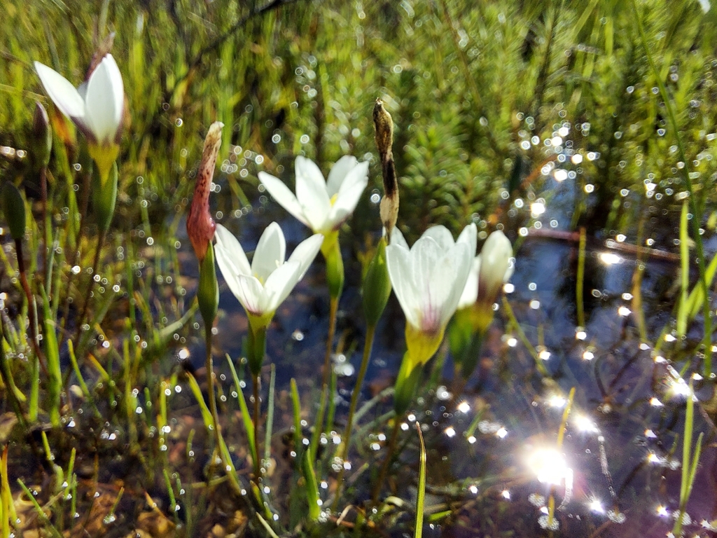 Geissorhiza setacea, Paarl Farms, Cape Town, 7620, South Africa