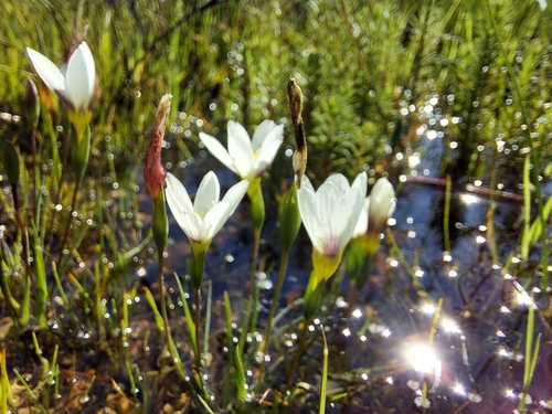 Geissorhiza setacea