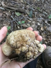 Hypomyces melanocarpus
