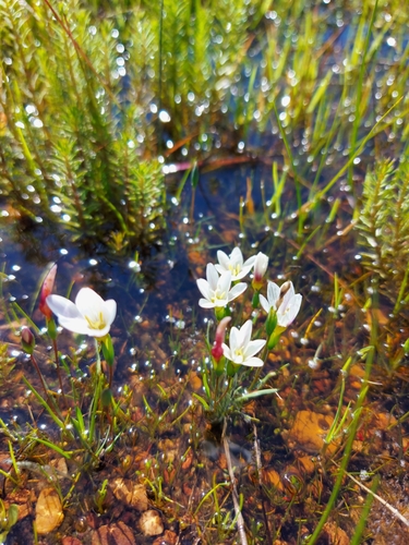 Geissorhiza setacea