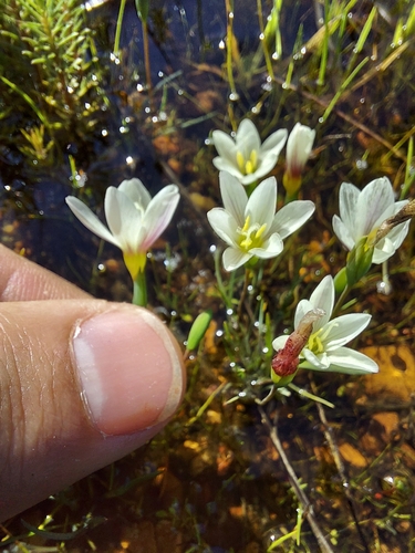 Geissorhiza setacea