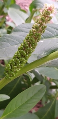 Phytolacca icosandra