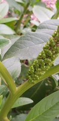 Phytolacca icosandra