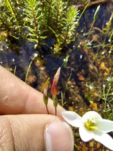 Geissorhiza setacea