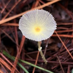 Leucocoprinus fragilissimus image
