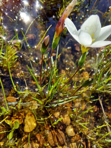 Geissorhiza setacea