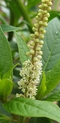Phytolacca icosandra