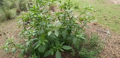 Phytolacca icosandra