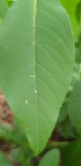 Phytolacca icosandra