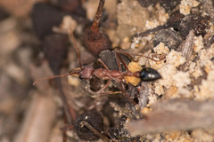 Myrmecia vindex