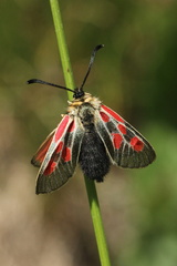 Zygaena exulans