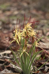 Caladenia xantha