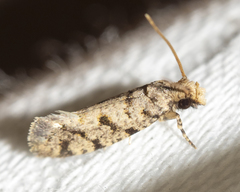Amydria margoriella