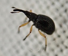 Apioninae