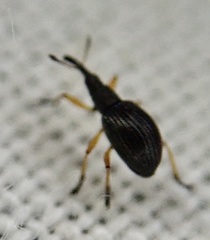 Apioninae
