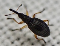 Apioninae