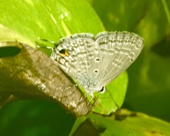 Catochrysops panormus exiguus