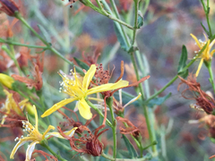 Hypericum triquetrifolium