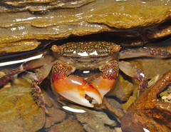 Metopograpsus frontalis