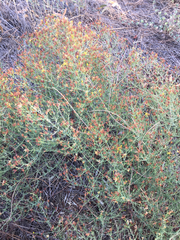 Hypericum triquetrifolium