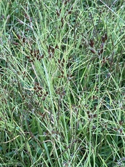 Fimbristylis tomentosa
