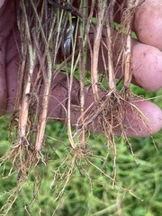 Fimbristylis tomentosa