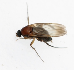 Anevrina thoracica