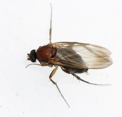 Anevrina thoracica