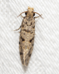 Amydria margoriella