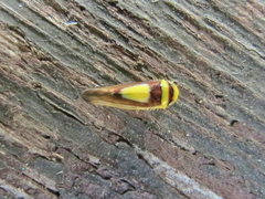 Colladonus clitellarius