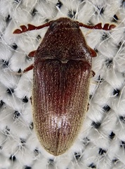 Throscidae