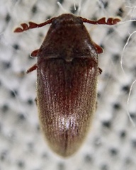 Throscidae