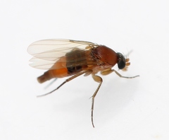 Phalacrotophora
