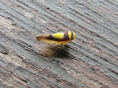 Colladonus clitellarius