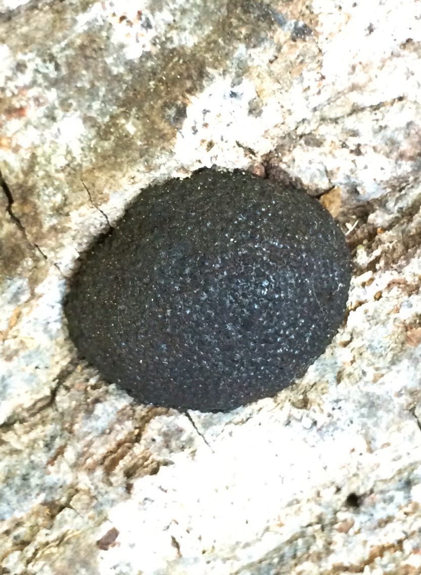 Annulohypoxylon thouarsianum image