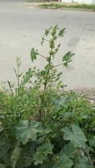 Malva parviflora