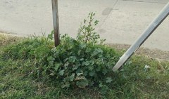 Malva parviflora