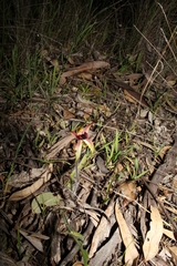 Caladenia macrostylis