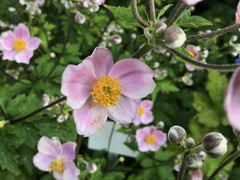 Eriocapitella × hybrida