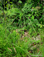Arisaema consanguineum