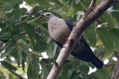 Ducula pacifica