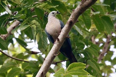 Ducula pacifica