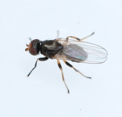 Allopiophila