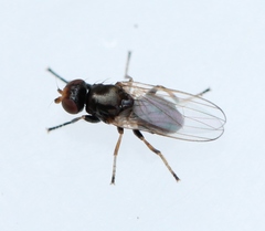 Allopiophila