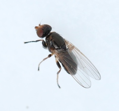 Allopiophila